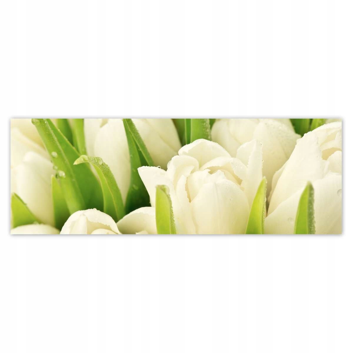 Fototapety 624x219 Delikatne tulipany