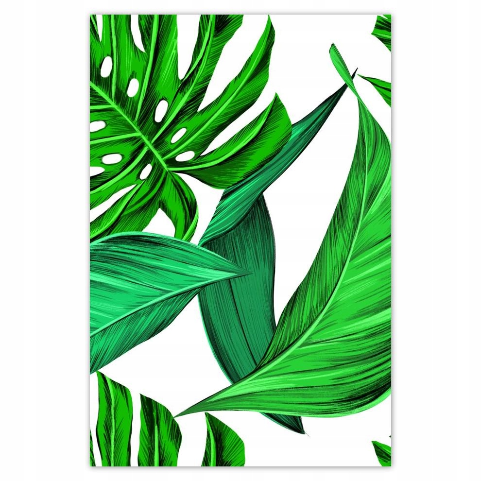 

Plakaty 40x60 Soczysta Monstera Tropiki