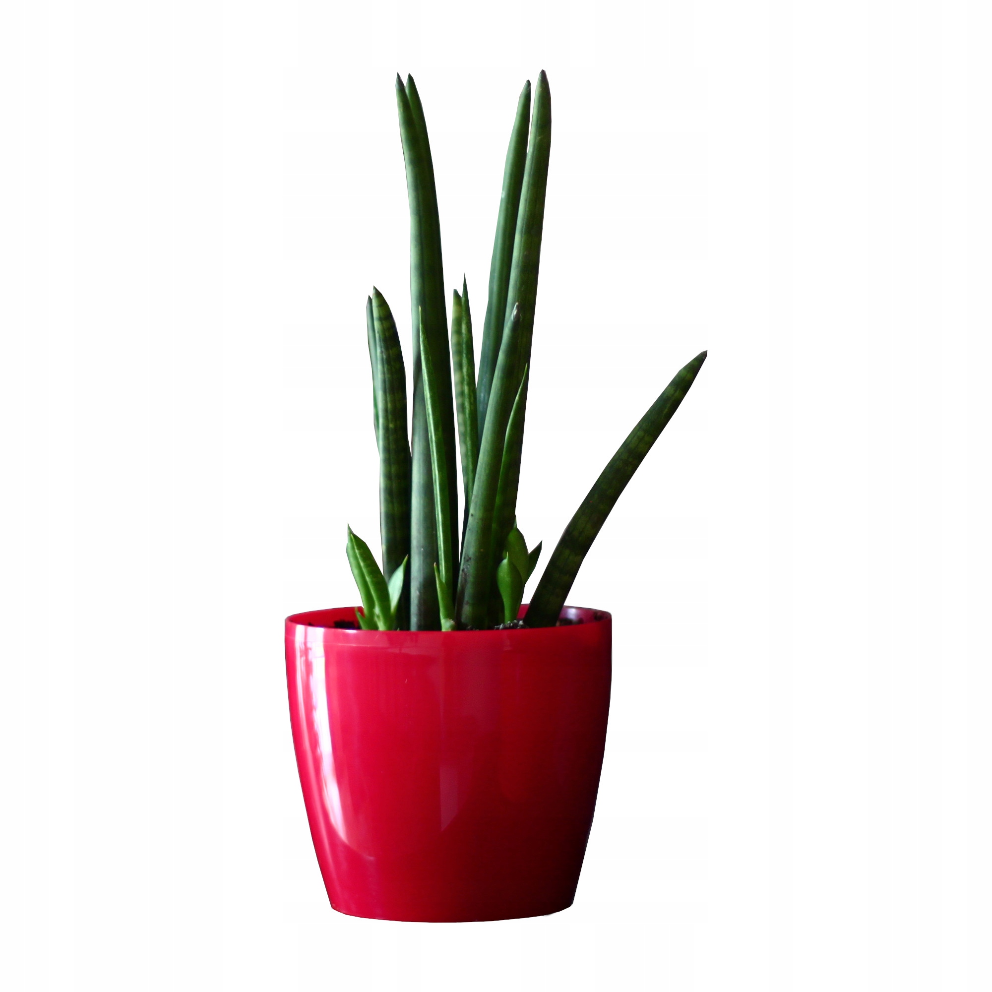 

Doniczka osłonka połysk Czerwony D 21cm H 18,5cm