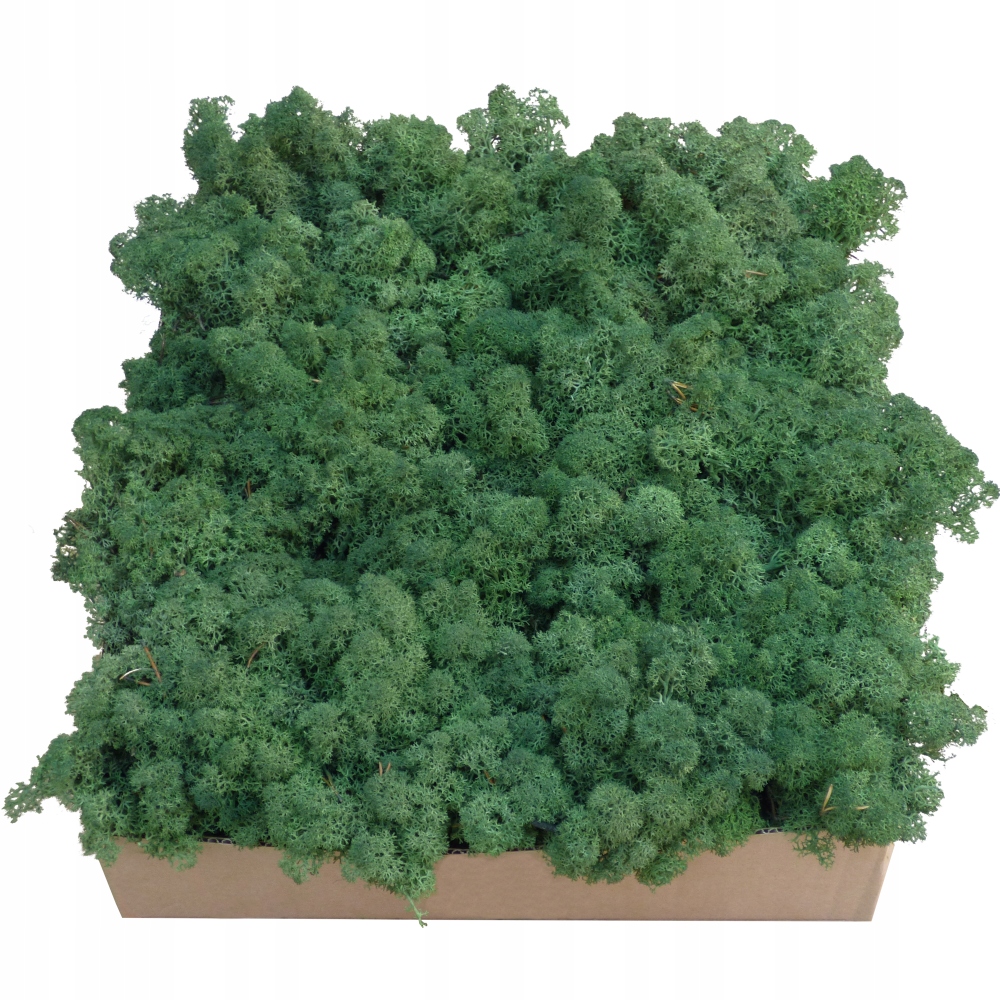 Mech Chrobotek Středně zelený Karton 1kg