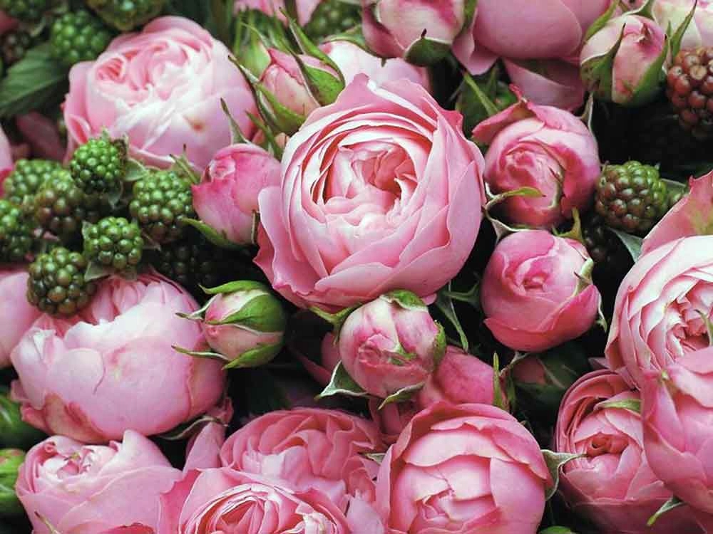 Róża rabatowa Playful Rokoko ODPORNA, POMPONOWE KWIATY C4