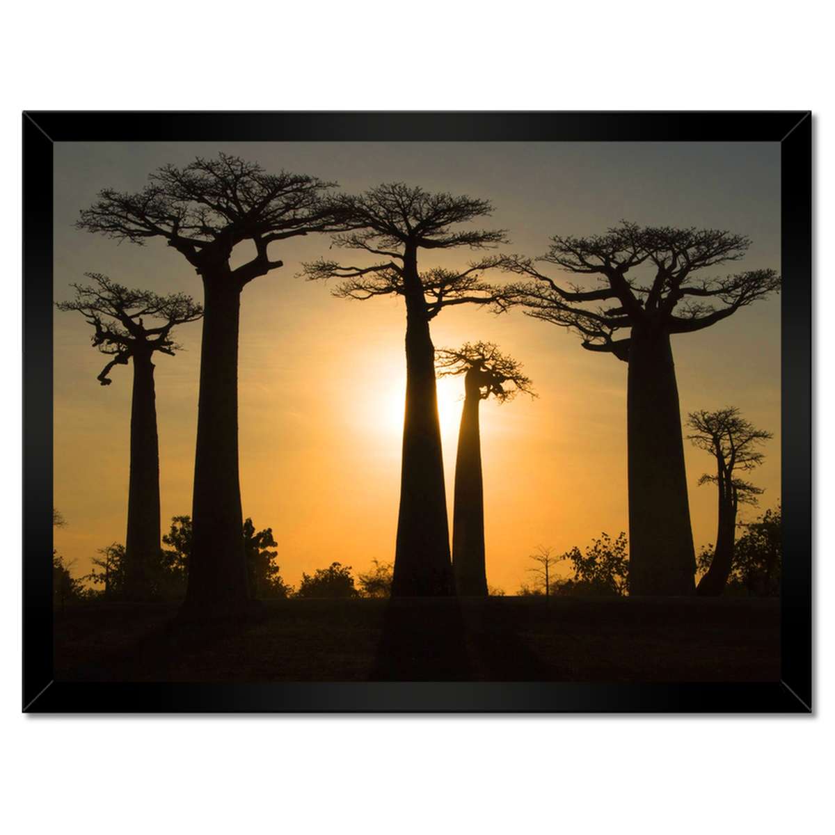 Plakáty v rámu 40x30 Baobaby z Madagaskaru