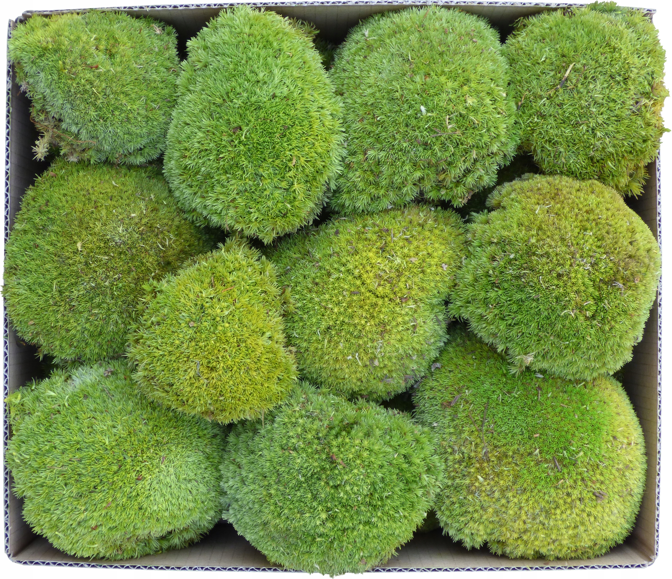 Mech Gąbczasty Light Green PREMIUM Kępka sztuka Marka inna