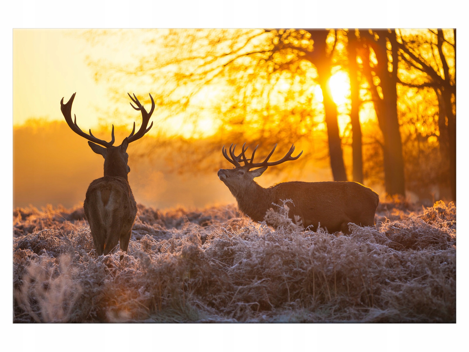 

Obraz Jelenie 120x80 Łąka 1267A_1B do salonu