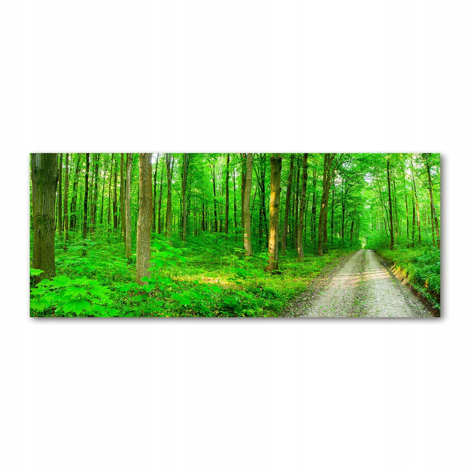 

Foto obraz akryl zdjęcie Drzewa w lesie 125x50 cm