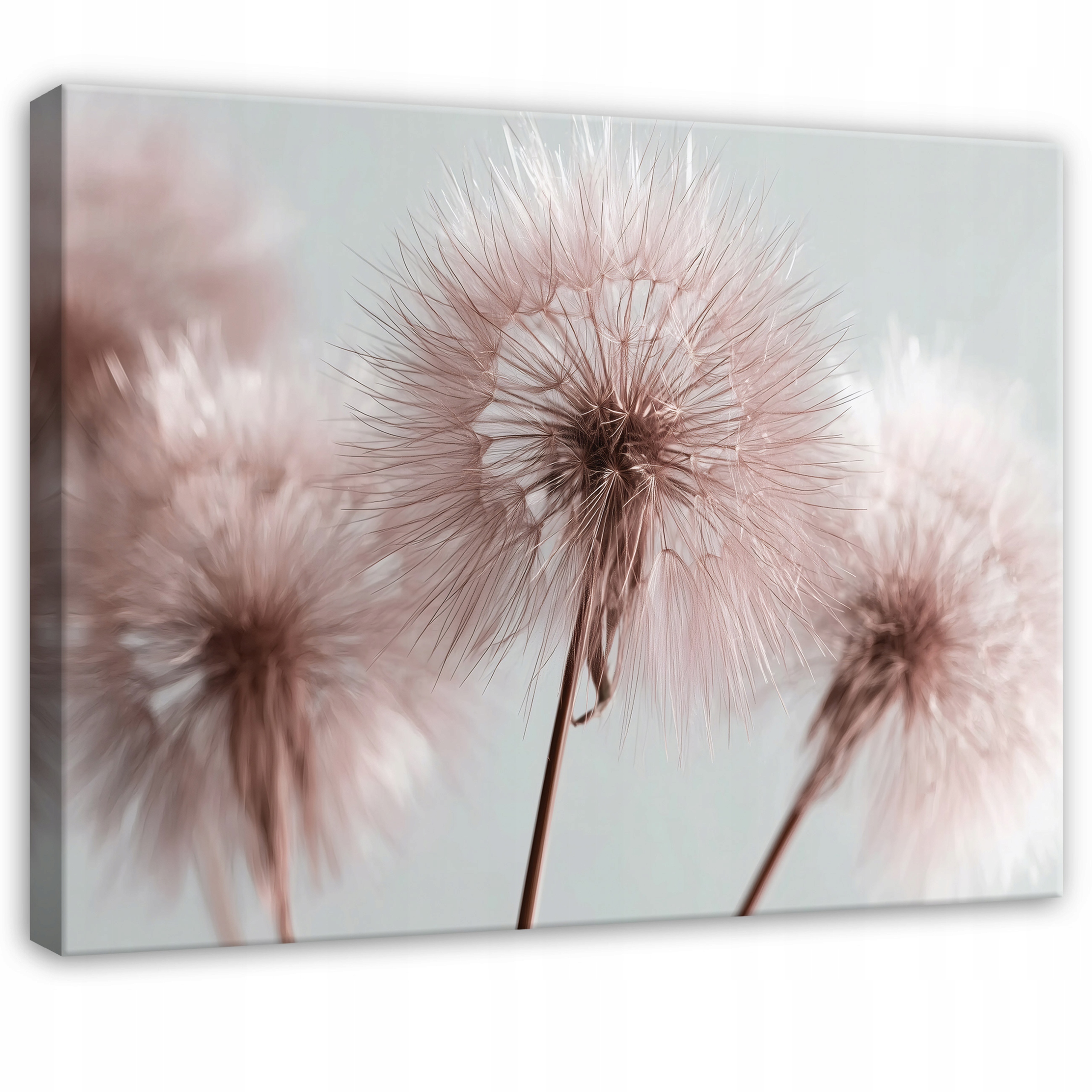 Obraz Dmuchawce Kwiaty Natura Różowy Do Sypialni Salonu Na Płótnie 100x70