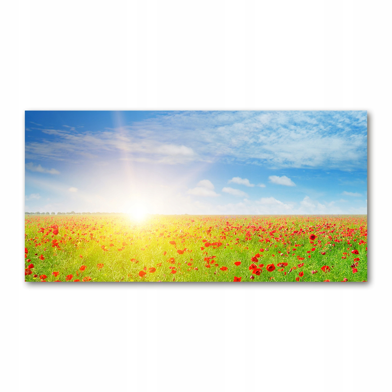 

Foto obraz na szkle akrylowym Pole maków 120X60 cm