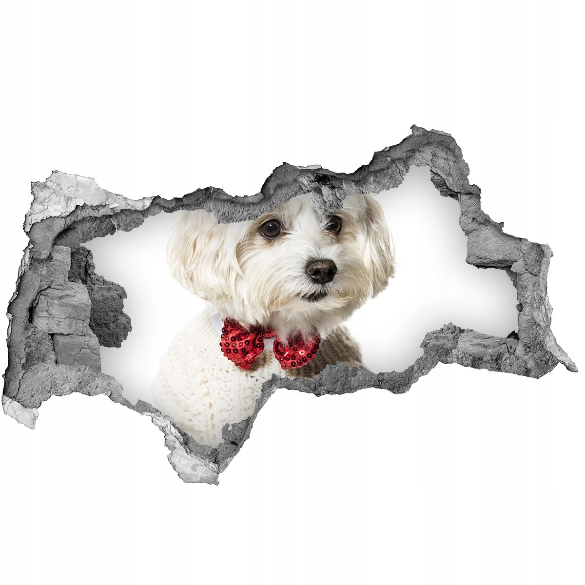 

Dziura 3d fototapeta Maltańczyk w muszce 115x88