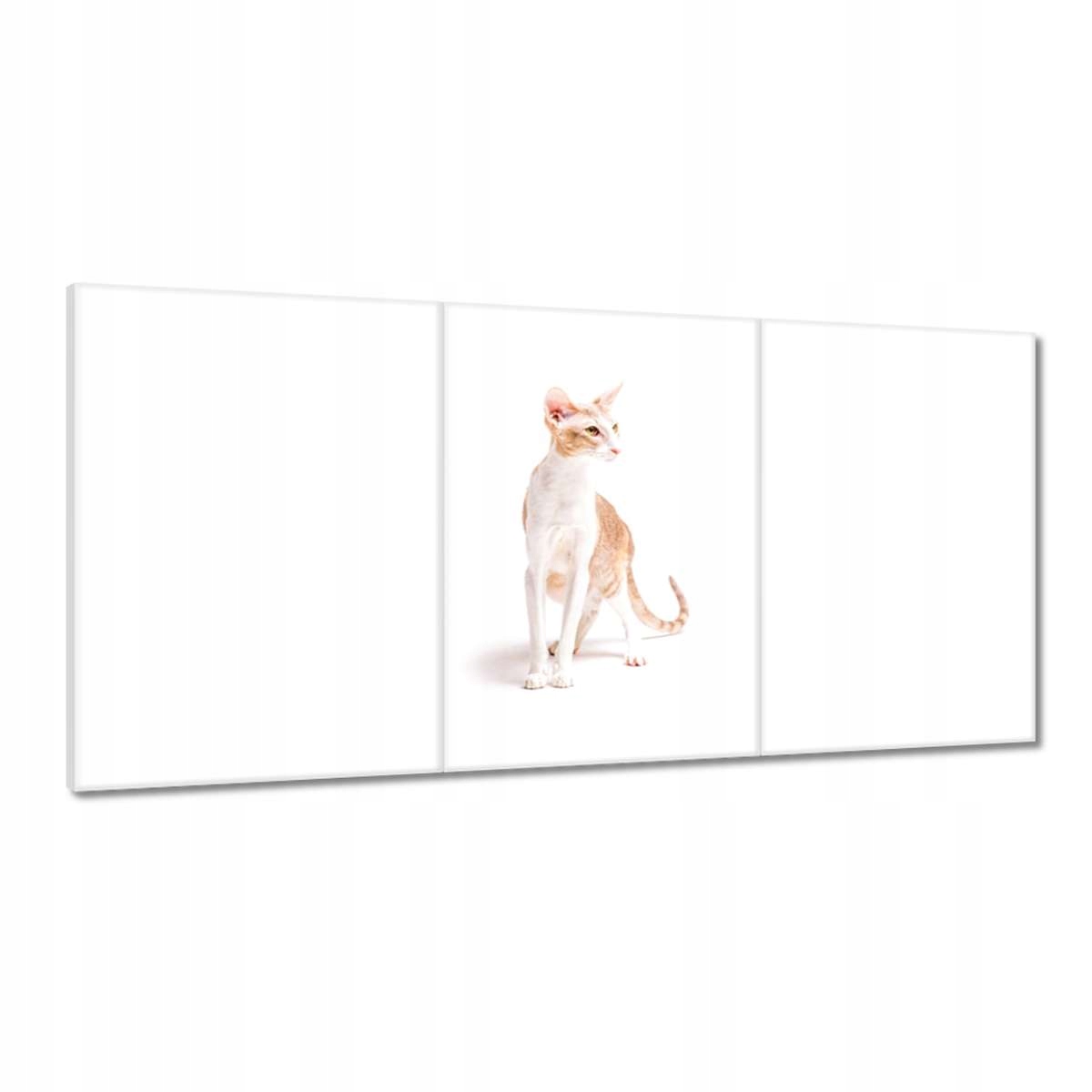 Obrazy 180x90 Mačka Mačky Kicia