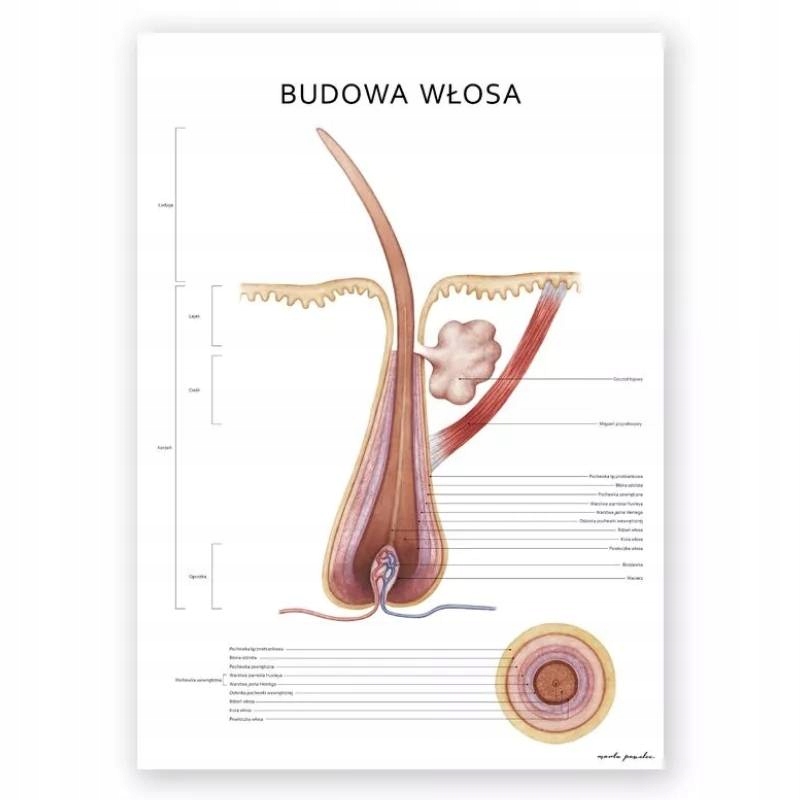 Plansza tablica anatomiczna plakat budowa włosa