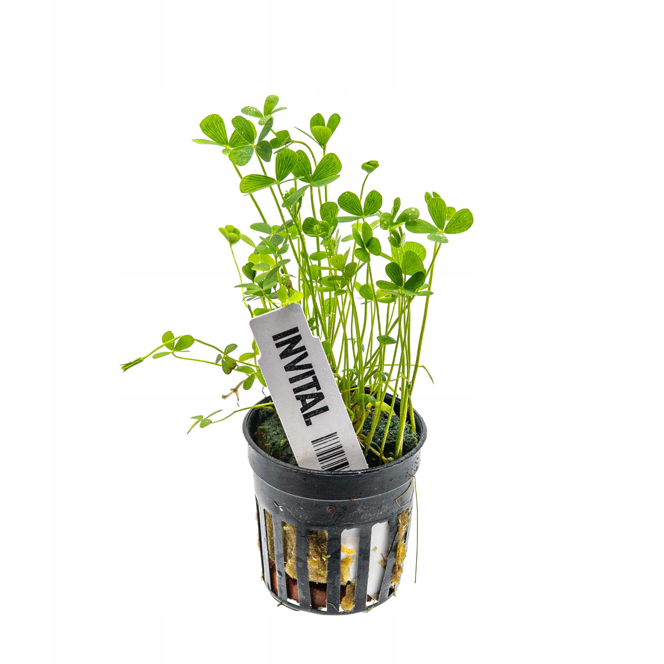 INVITAL Marsilea hirsuta koszyk Ø 5,5 cm