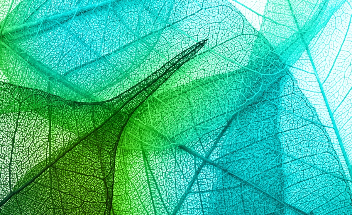 

Tapeta flizelinowa Liście Tekstura 416x254