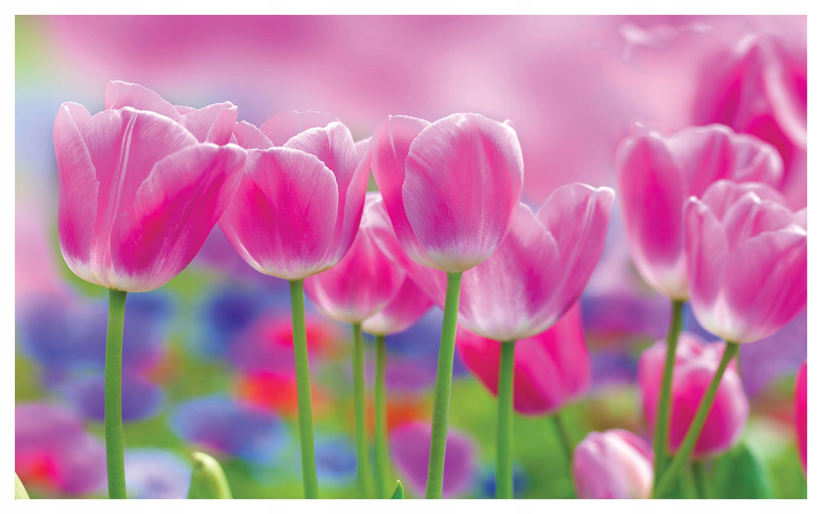 Fototapeta Růžové tulipány jarní magie na zdi 300x210 lepidlo