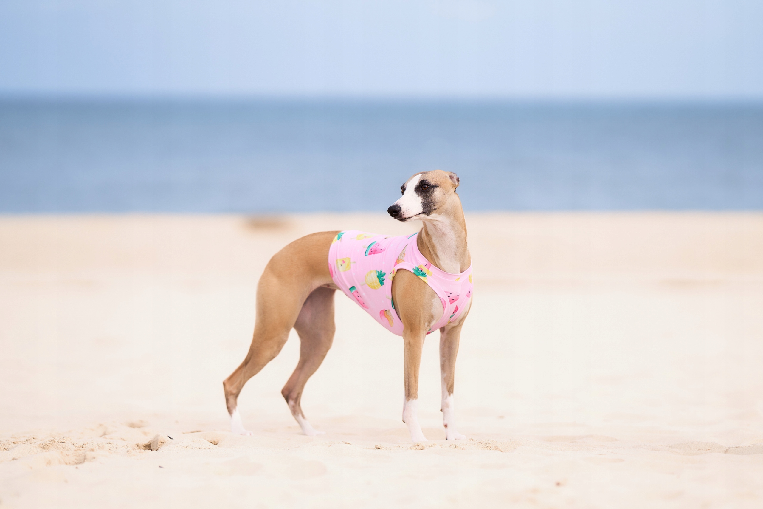 Levně Chladící tričko pro Whippeta