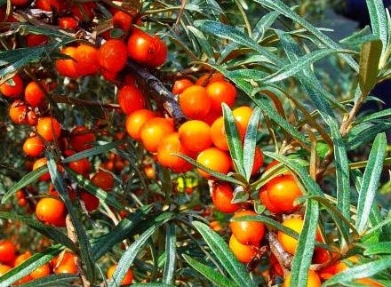 Rokitnik zwyczajny Hergo - Hippophae rhamnoides 2L Nazwa łacińska hipphophae rhamnoides