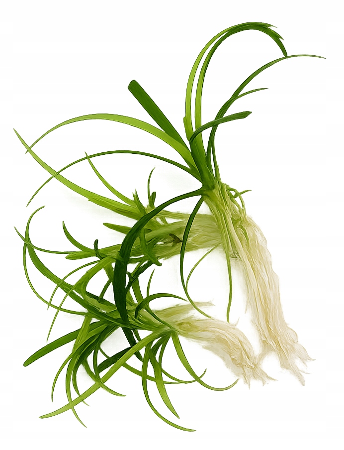 SAGITTARIA SUBULATA - roślina do akwarium