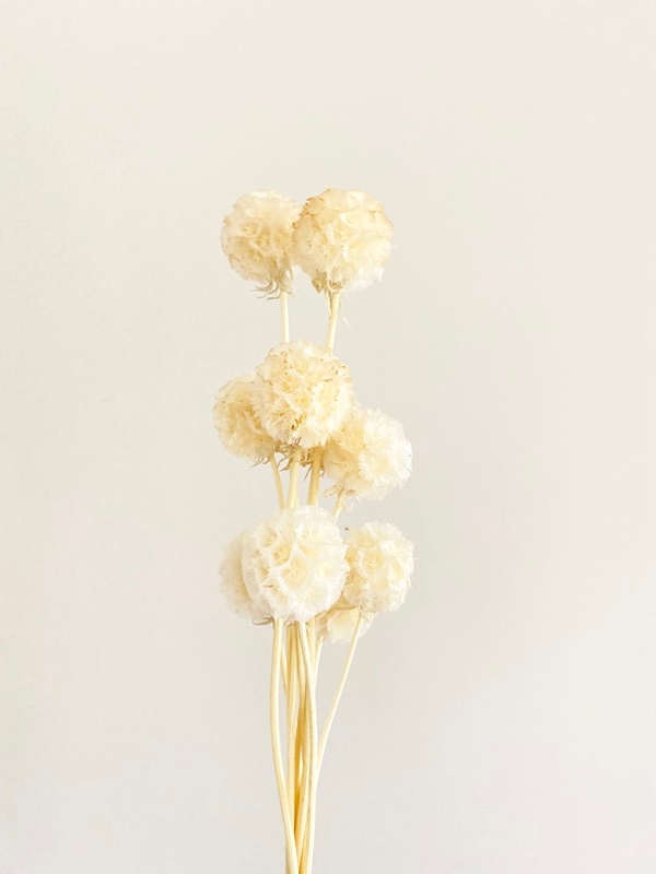 

Scabiosa krem suszona Miła Odmiana