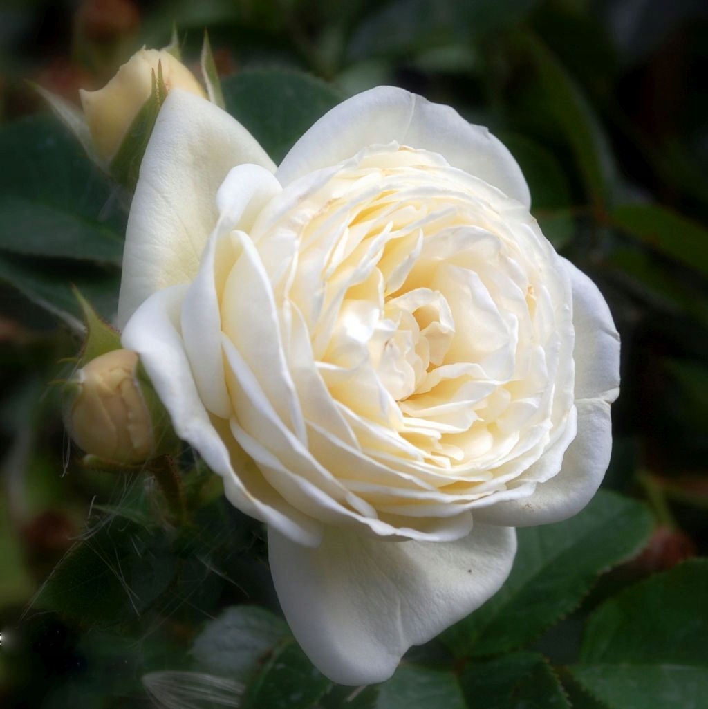 RÓŻA FRANCUSKA PARKOWA ARS