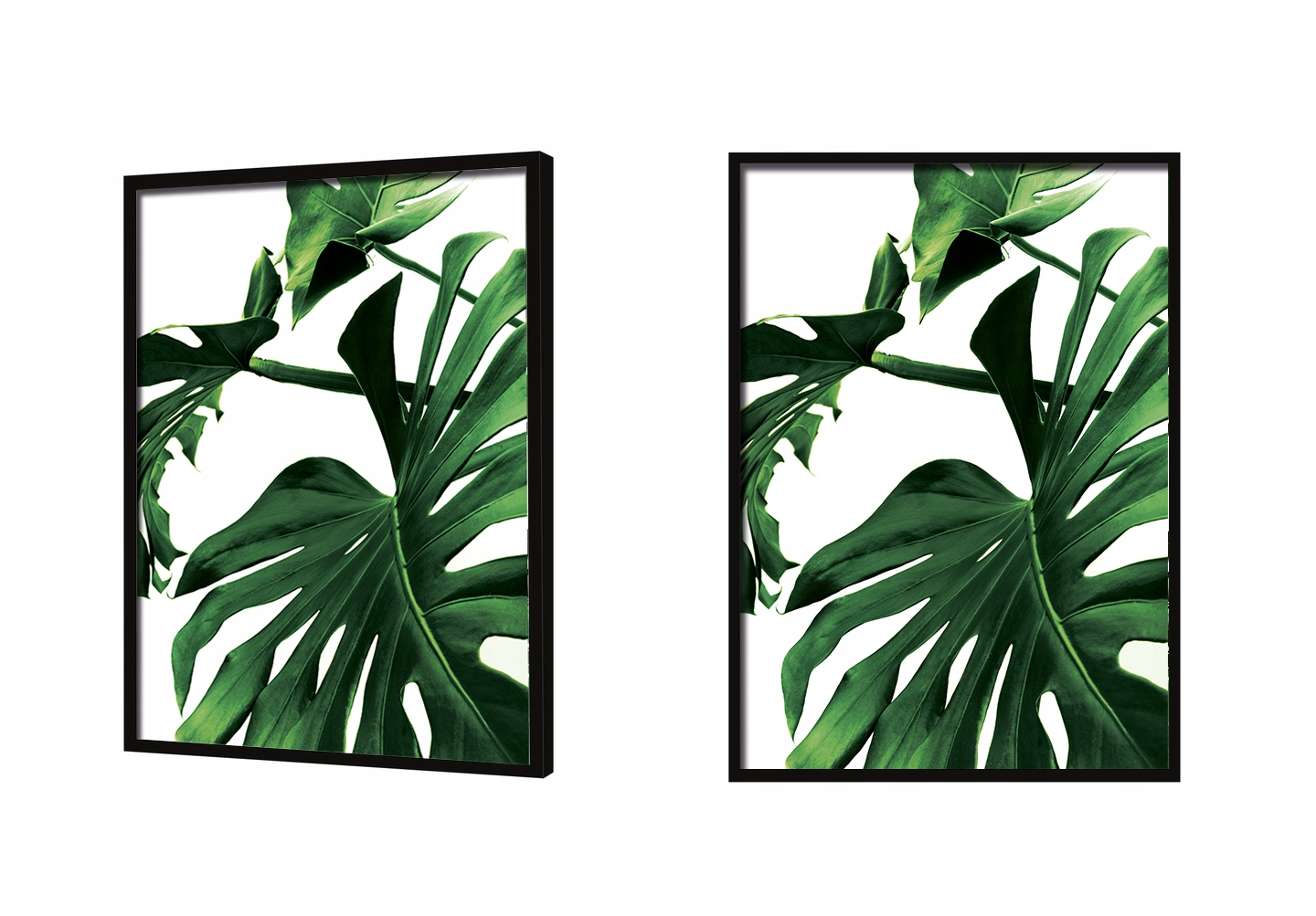 OBRAZ PLAKAT W RAMIE 53x73 cm Monstera P842 Szerokość produktu 53 cm