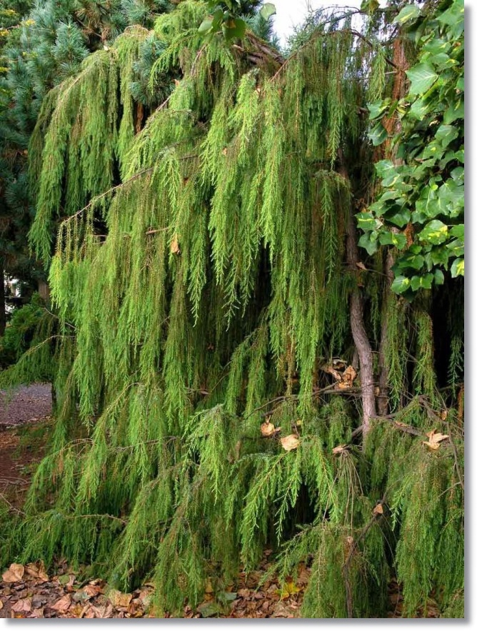 Juniperus rigida 'Punnet's Weeping' -Unikat !!! • Opinie - Allegro