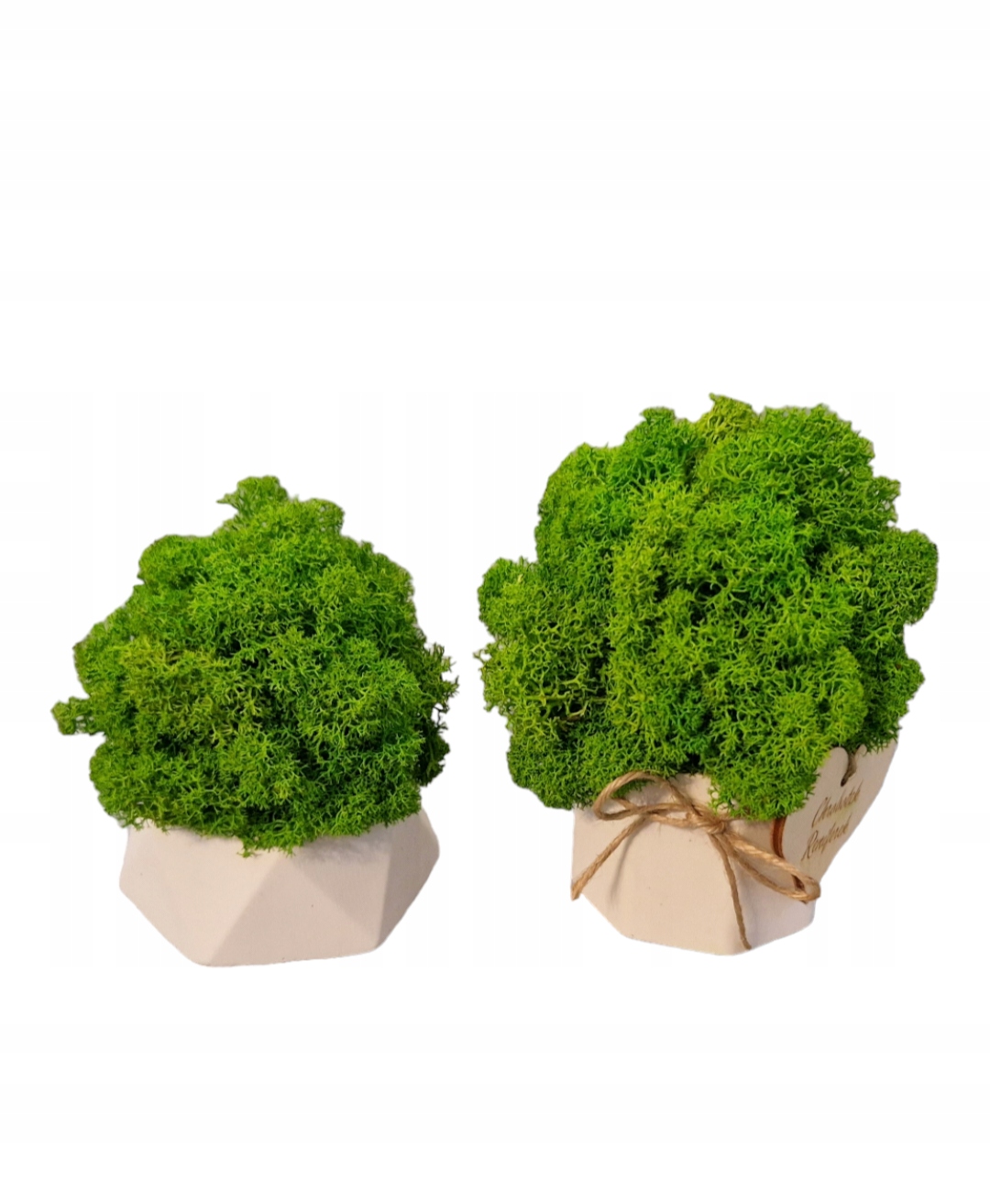 Zestaw Prezentowy Chrobotkowy las Rodzaj mech chrobotek