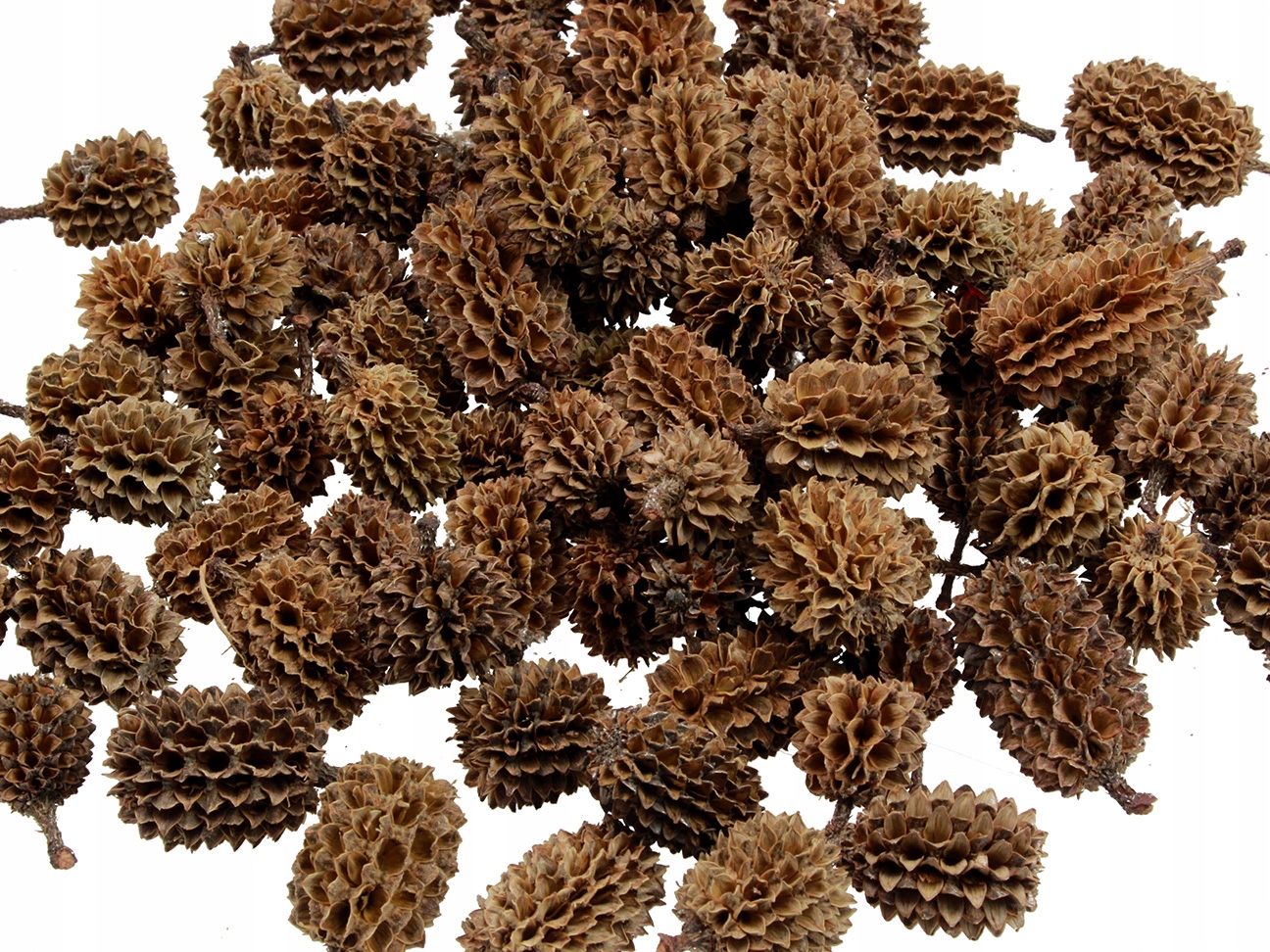 

Szyszki Casurina Szyszka Naturalna 2-4cm 100g Susz