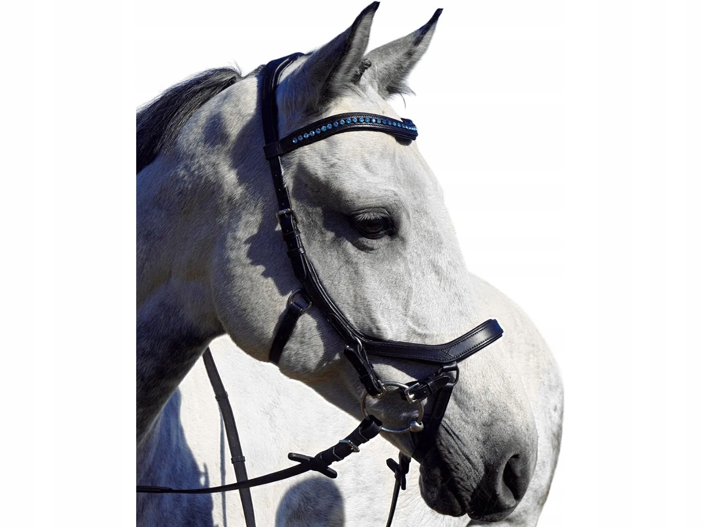 Ohlávka ohlávka Balotade Azur Black Cob Modro-modrá