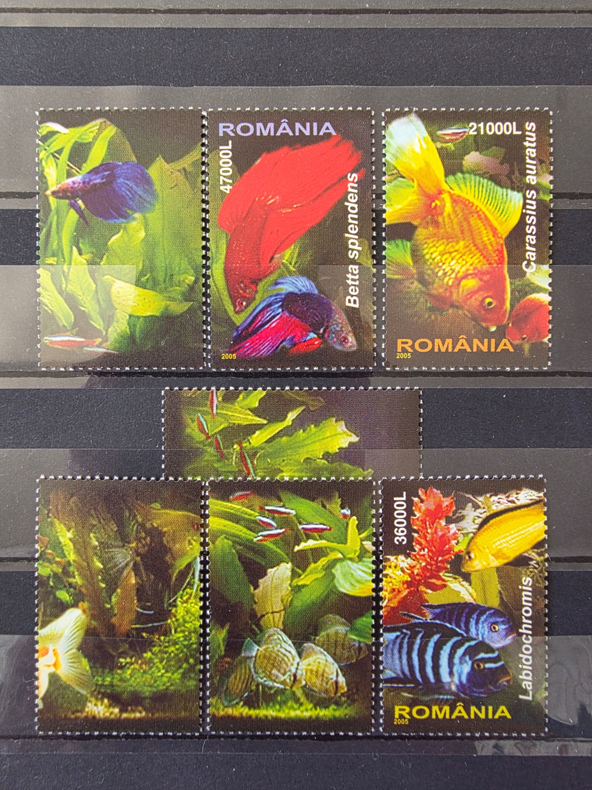 Znaczki Fauna Ryby Rumunia czysty /ZN2