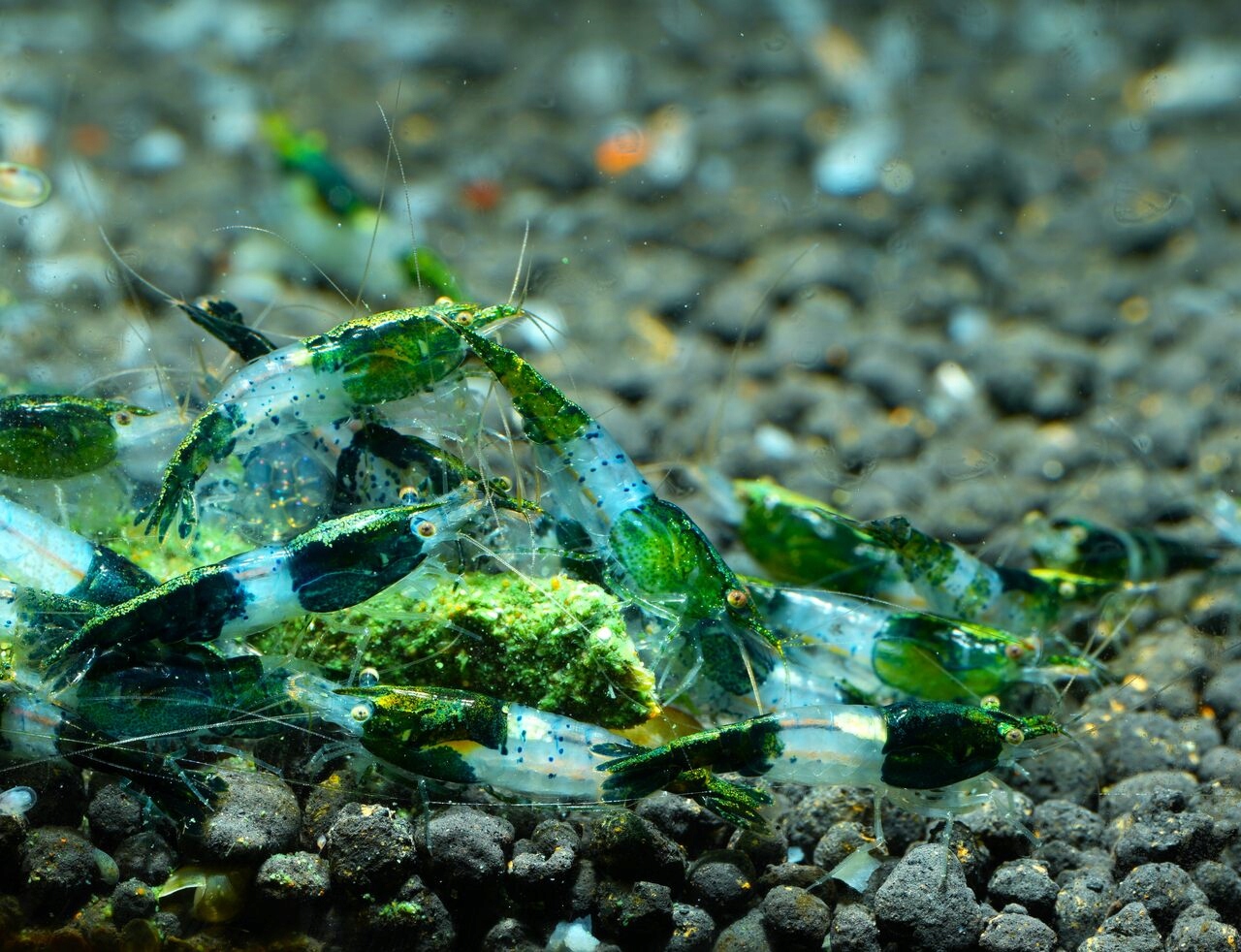 Krewetki neocaridina Green Rilli