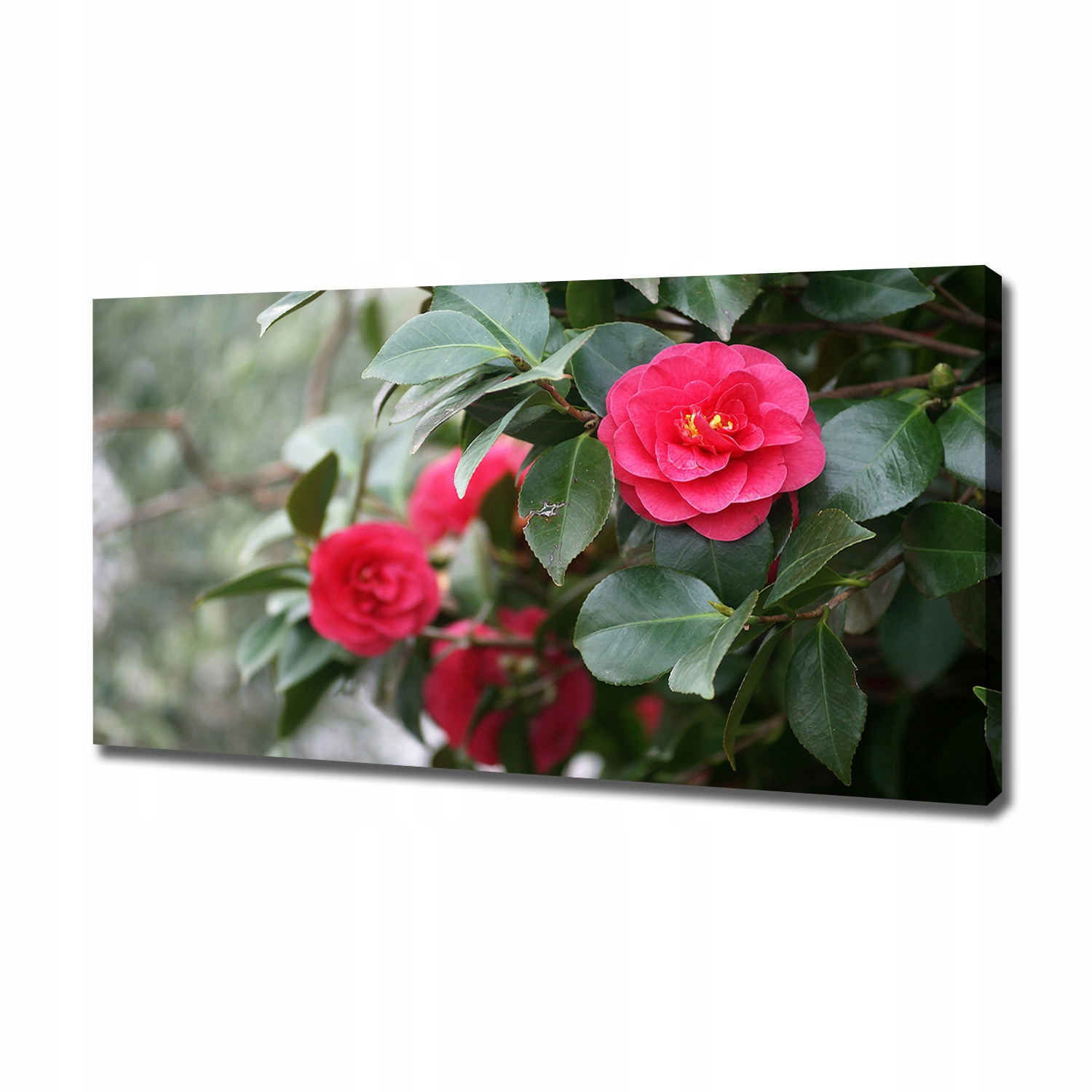 

Foto obraz canvas na ścianę Kamelia 120x60 cm