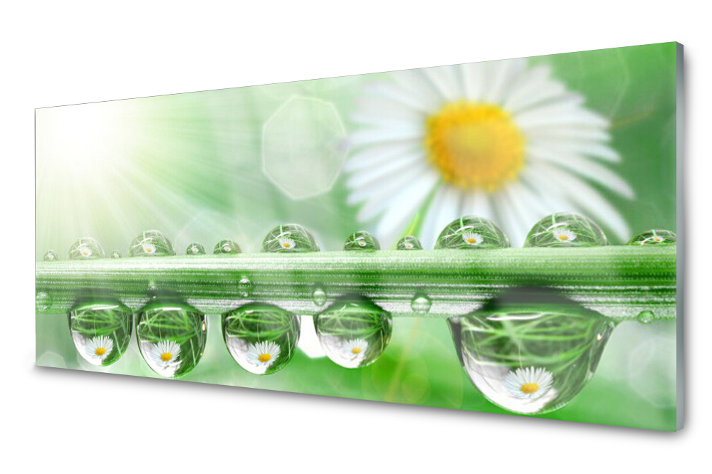 

Panel szklany do kuchni Rosa Liść Stokrotki 125x50