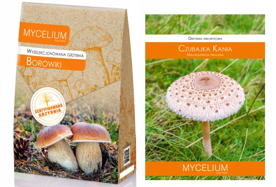 Levně Sada Borowiki Kania certifikovaná podhoubí lesní houby