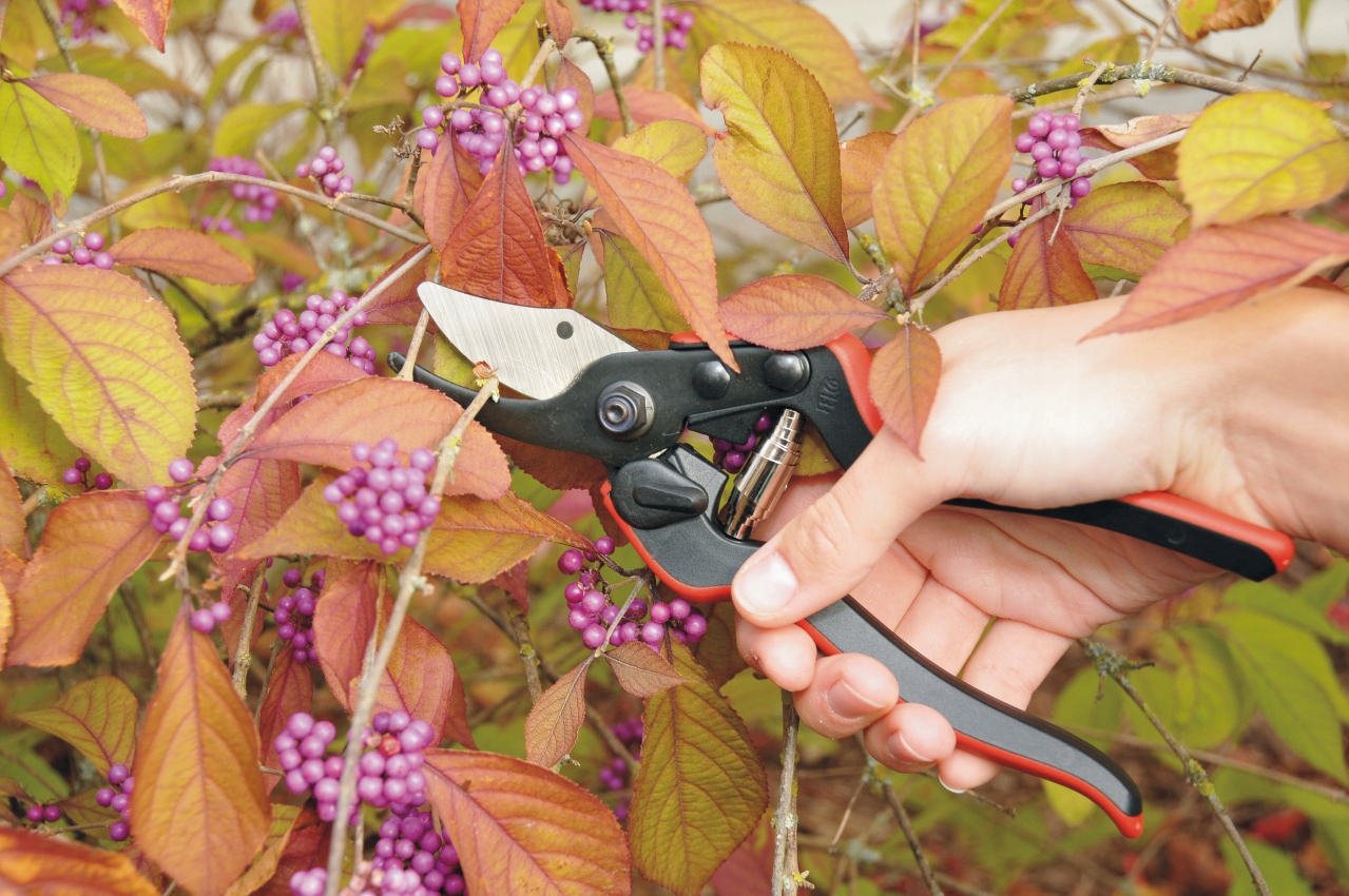 Sekator FELCO 160S - model dla małych dłoni Marka Felco