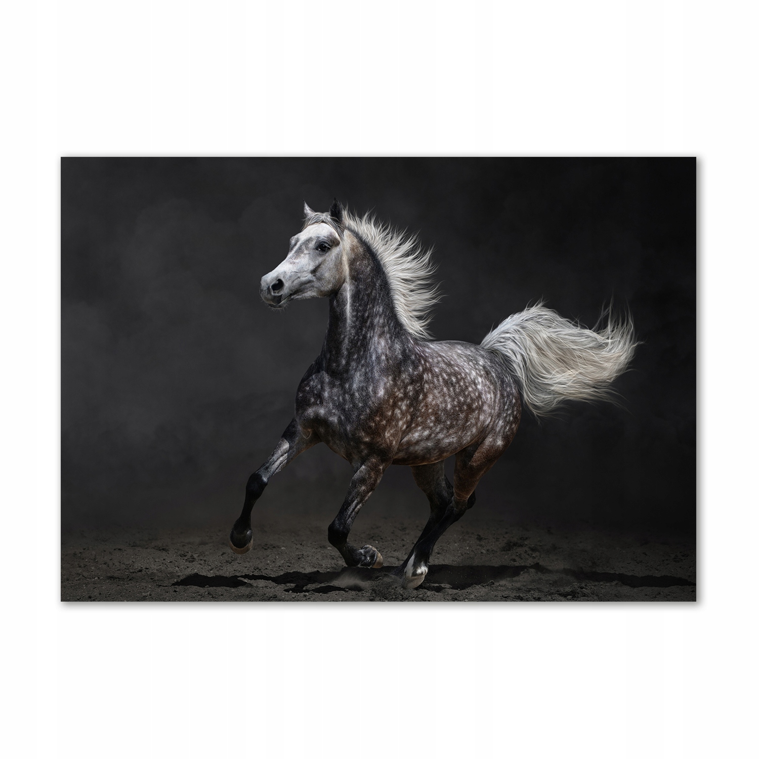 

Foto-obraz szklany Szary koń arabski 100x70