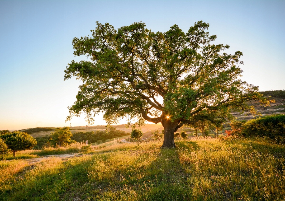 

Fototapeta Flizelinowa Dąb 312x219
