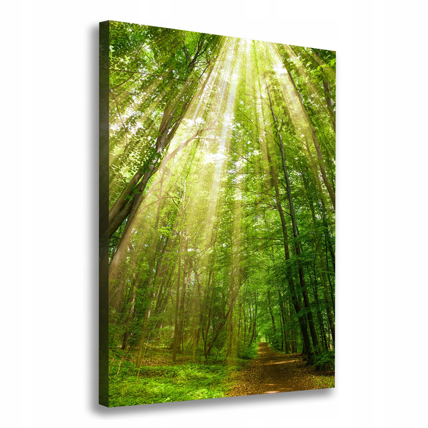 

Foto obraz na płótnie Ścieżka w lesie 70x100 cm