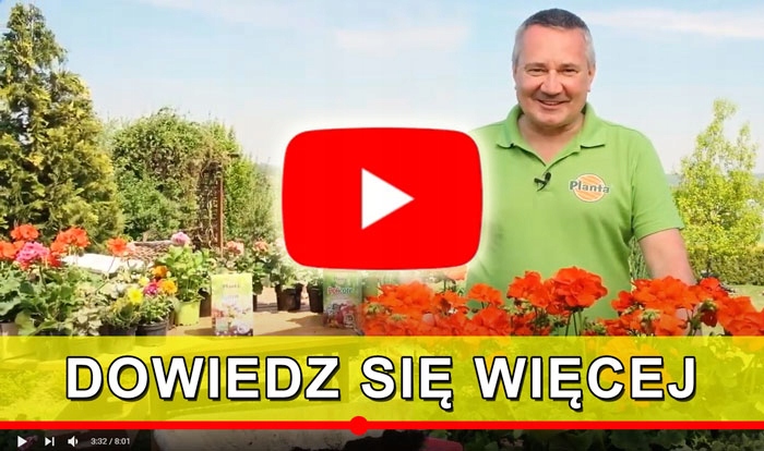 NAWÓZ DO KWIATÓW OGRODOWYCH ROŚLIN KWITNĄCYCH DALII CYNII PIWONII RÓŻ = 1kg Producent Planta