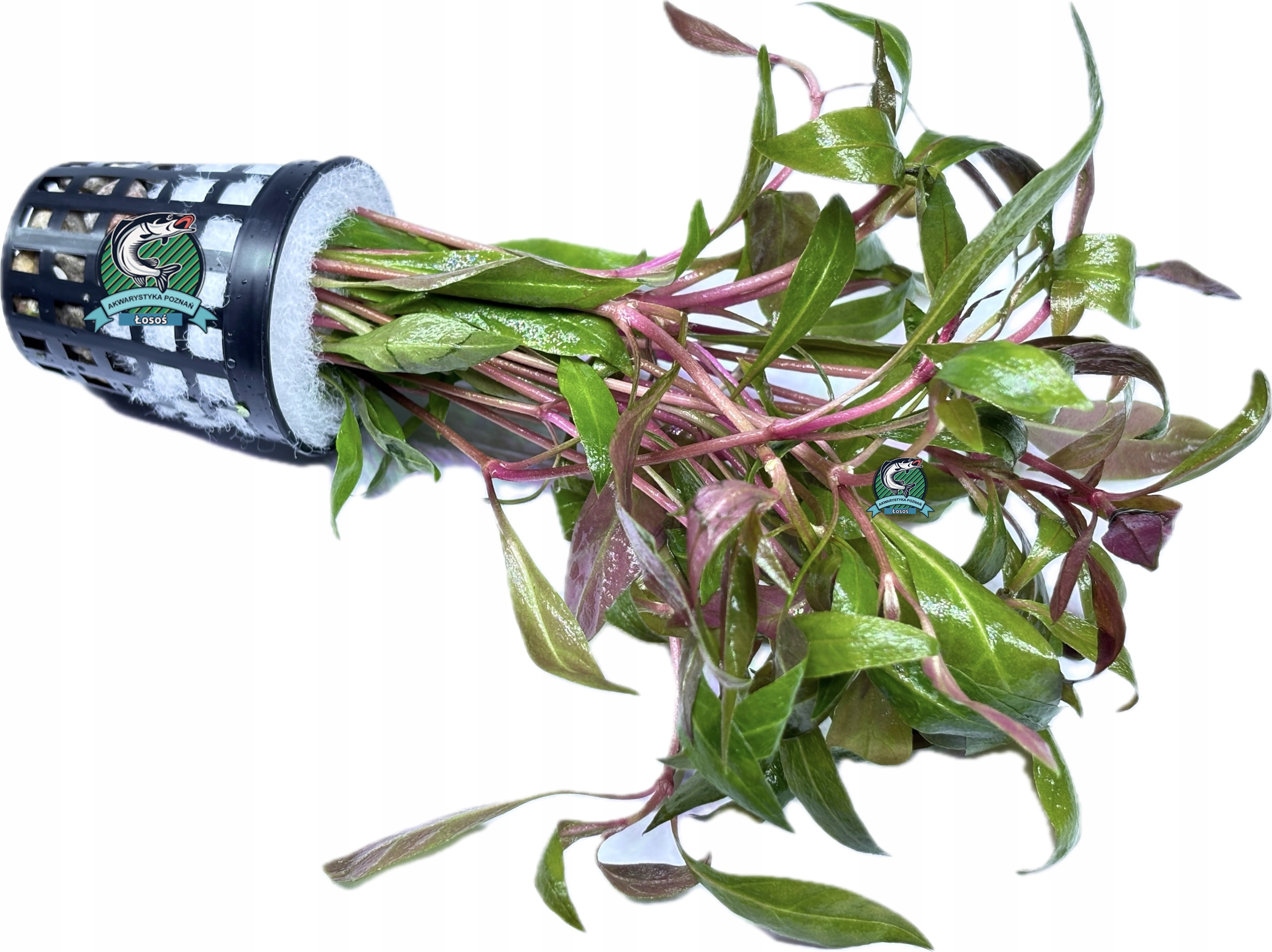 Alternanthera rosaefolia [koszyk]