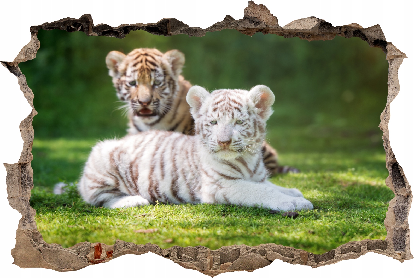 

Fototapeta Dziura 3D naklejka ścienna biały tygrys