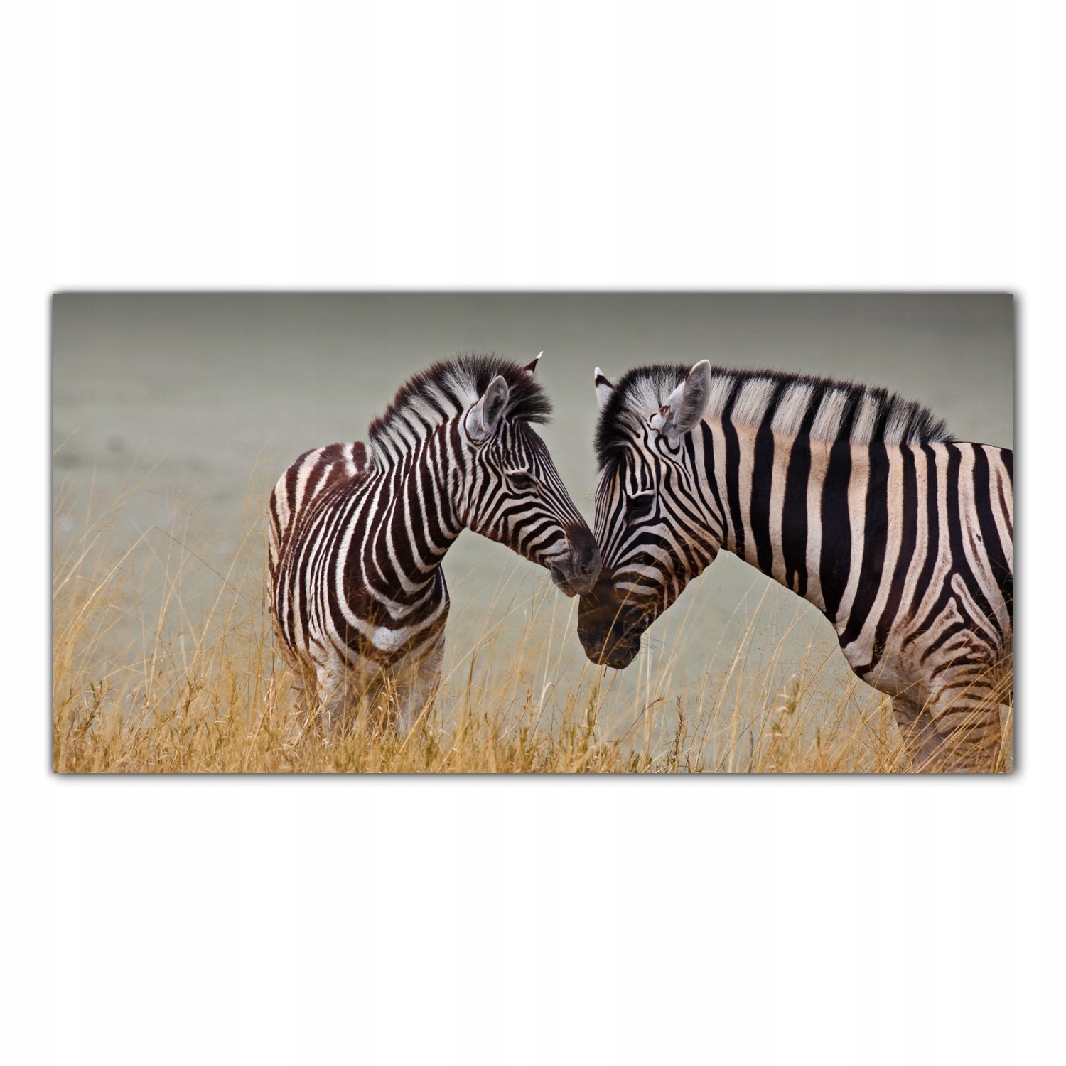 Zebry Safari Zvířata 120x60 cm Panely do kuchyně