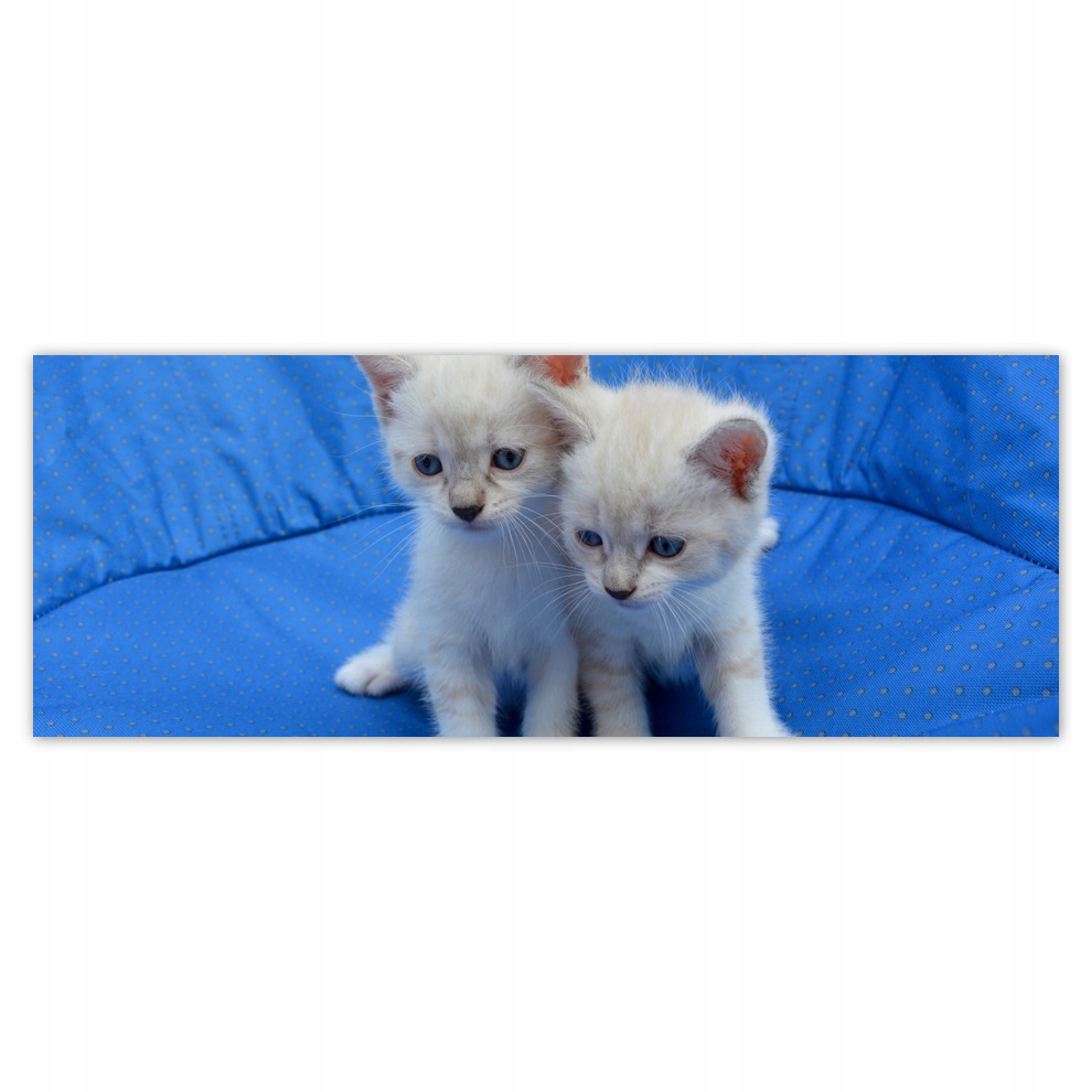 

Fototapety flizelina 250x93 Wesołe Kociaki Kocięta