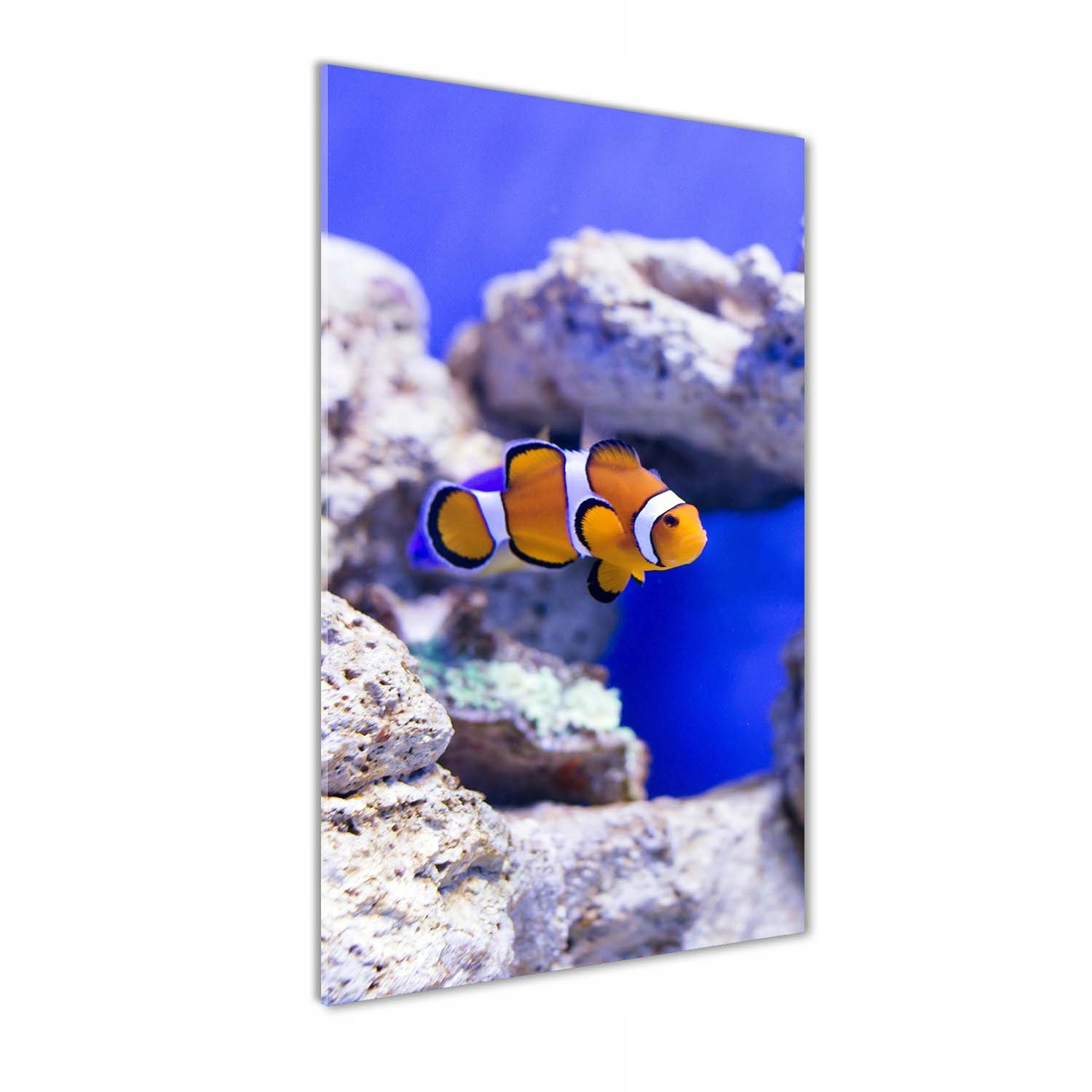 

Foto obraz szkło hartowane Ryba Nemo 60x120 cm