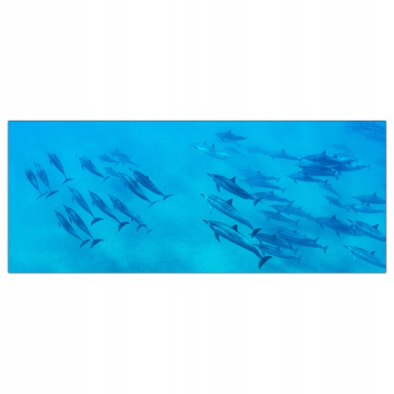 

Obraz na szkle Foto Delfiny Ocean Zwierzęta 125x50
