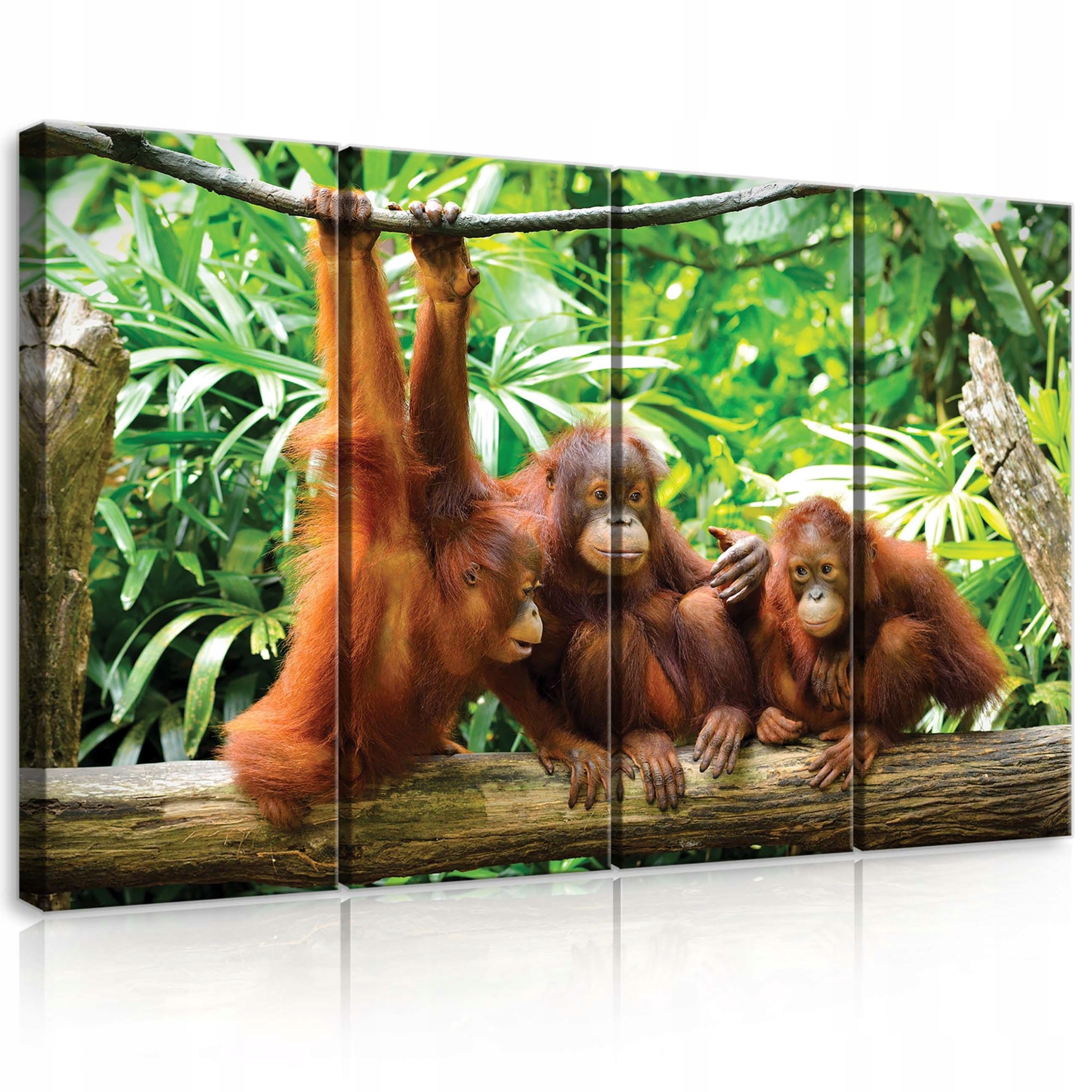 Obraz 120x80 Orangutani opice džungle příroda les zvířata na plátně