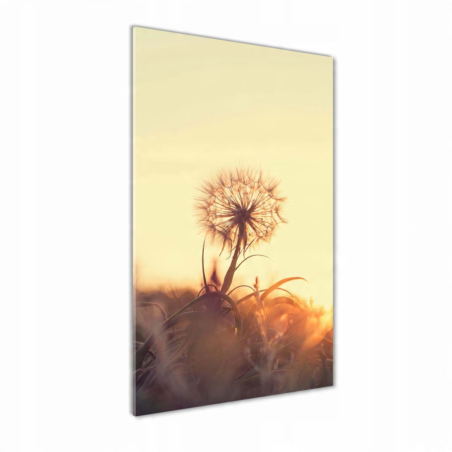 

Foto obraz szkło hartowane Dmuchawiec 50x100 cm