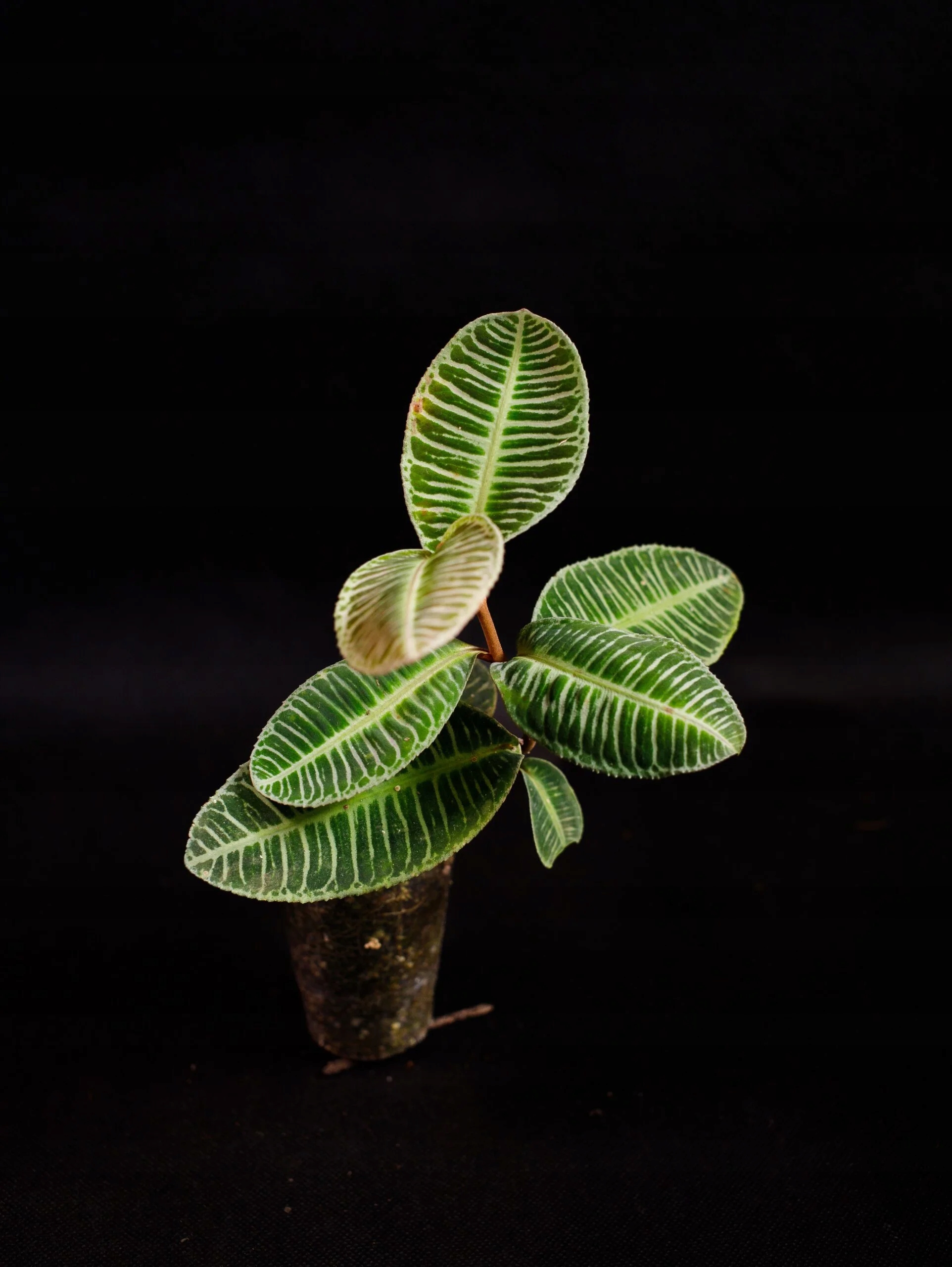 Levně Emblemantha urnulata „Fluo Green“