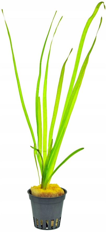 INVITAL Vallisneria spiralis koszyk Ø 5,5 cm