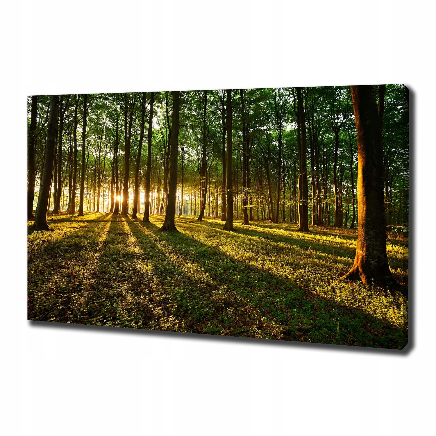 

Foto obraz na płótnie Promienie słońca 100x70 cm