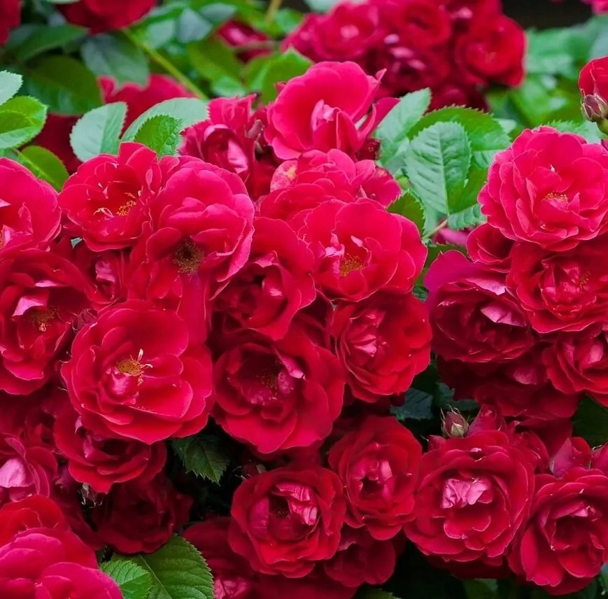 RÓŻA OKRYWOWA ROTE THE FAIRY SADZONKA P9 CZERWONA ODPORNA BYLINA OGRODOWA