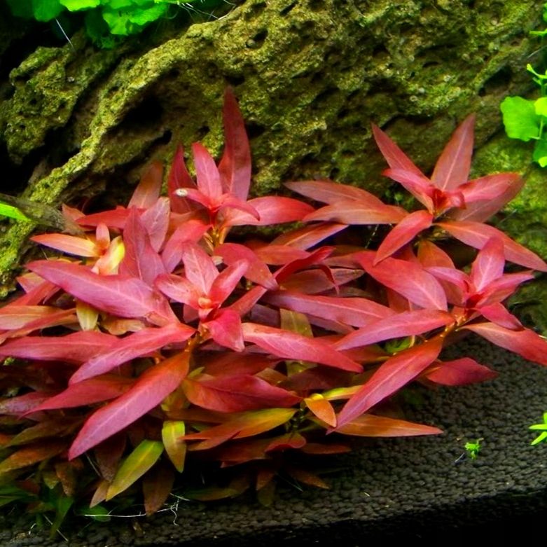 Ludwigia peruensis (Ludwigia peruwiańska) - RA koszyk XXL